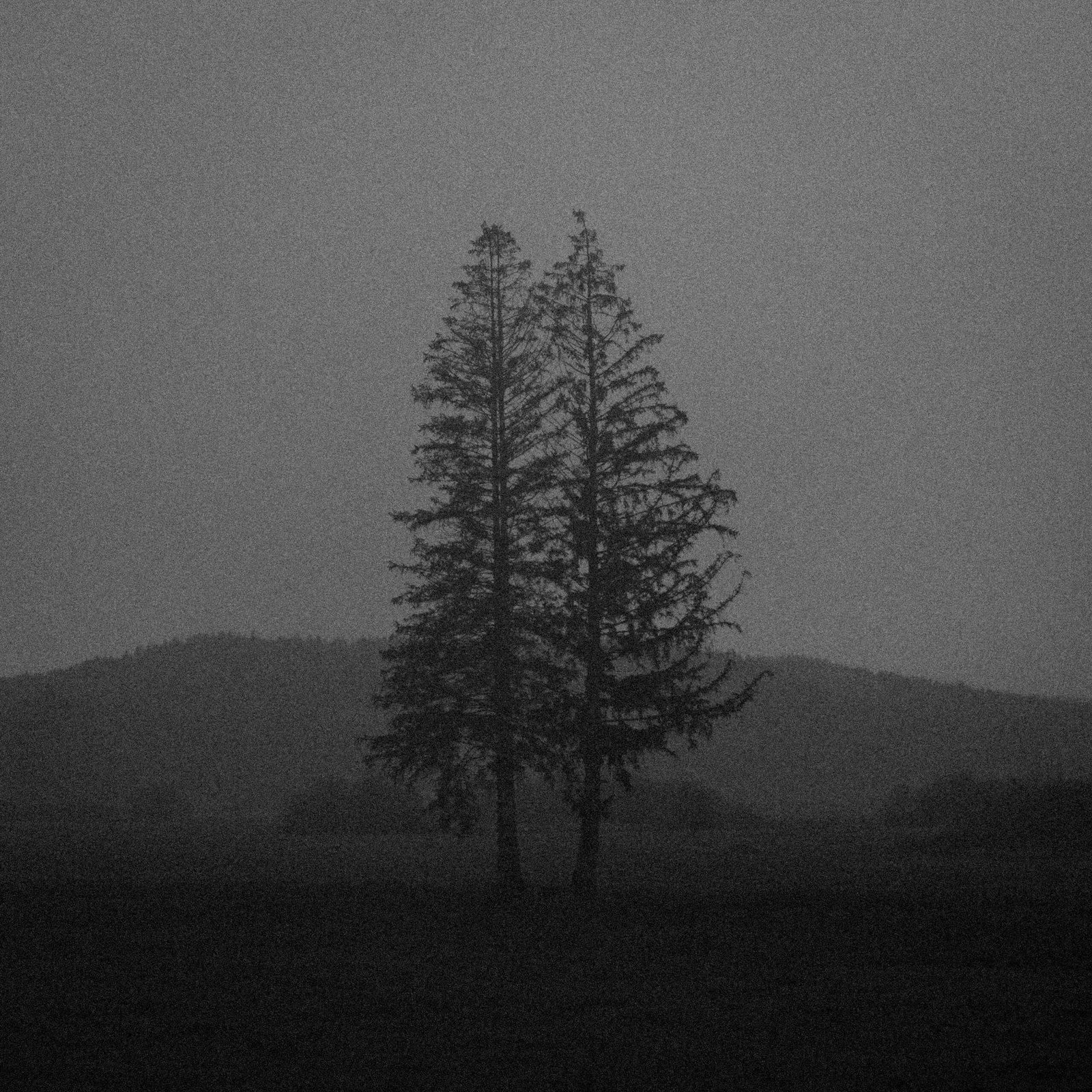 sapins enlacés - jura - 202310-2